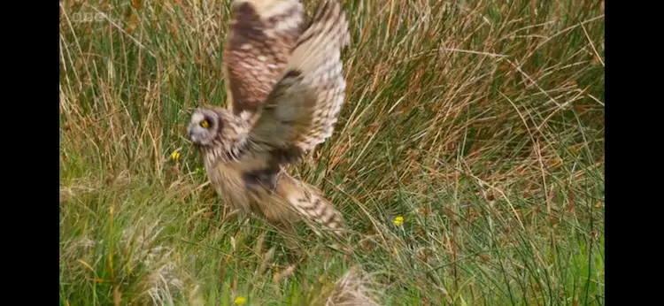 Short-eared owl (Asio flammeus flammeus) as shown in Wild Isles - Grasslands